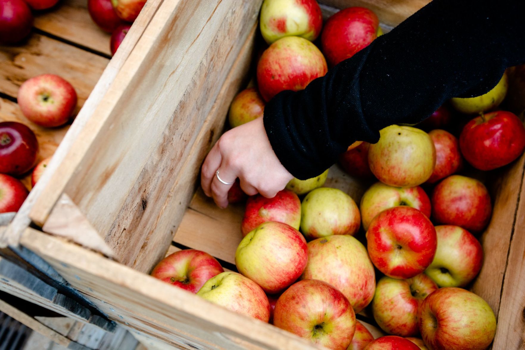 Apple harvest